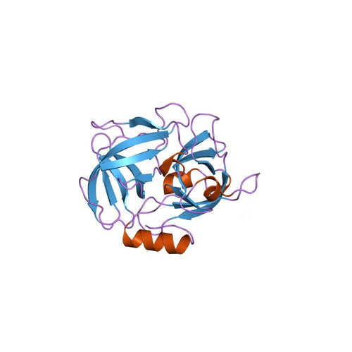 Protease S. aureus V8 for sequencing (endoproteinase-Glu-C)