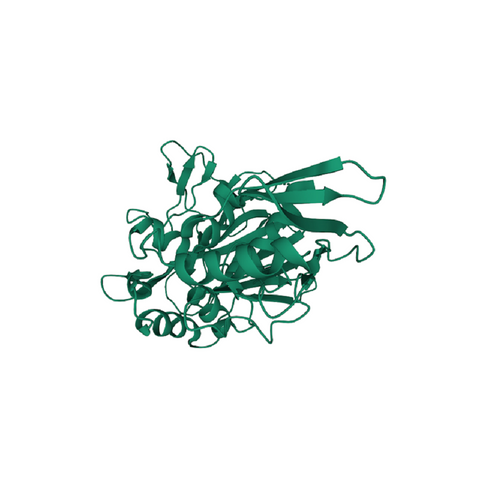 Zymolyase, 20T (20 KU/g), from Arthrobacter luteus